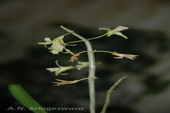 Dendrobium macrostachyum